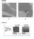 Fig. 02 - FOOD-GRADE BLUE ENCAPSULATE AND PROCESS FOR THE PRODUCTION THEREOF