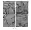 Fig. 22 - BETA STRUCTURED ROLL-IN SHORTENING COMPOSITION