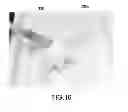 Fig. 15 - MOLDED ARTICLE PRODUCING METHOD AND MOLDED ARTICLE