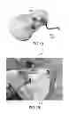 Fig. 17 - MOLDED ARTICLE PRODUCING METHOD AND MOLDED ARTICLE