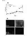 Fig. 03 - Methods for diagnosing bone or cardiovascular disorders