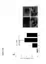 Fig. 06 - Methods for diagnosing bone or cardiovascular disorders