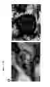 Fig. 08 - Methods for diagnosing bone or cardiovascular disorders