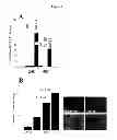 Fig. 12 - Methods for diagnosing bone or cardiovascular disorders