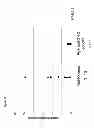 Fig. 21 - Methods for diagnosing bone or cardiovascular disorders