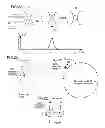 Fig. 03 - Optical analysis device, optical analysis method and computer program for optical analysis using single light-emitting particle detection