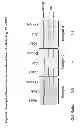 Fig. 07 - NOVEL SINGLE NUCLEOTIDE POLYMORPHISMS AND COMBINATIONS OF NOVEL AND KNOWN POLYMORPHISMS FOR DETERMINING THE ALLELE-SPECIFIC EXPRESSION OF THE IGF2 GENE