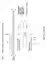 Fig. 08 - NOVEL SINGLE NUCLEOTIDE POLYMORPHISMS AND COMBINATIONS OF NOVEL AND KNOWN POLYMORPHISMS FOR DETERMINING THE ALLELE-SPECIFIC EXPRESSION OF THE IGF2 GENE