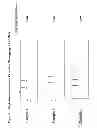 Fig. 09 - NOVEL SINGLE NUCLEOTIDE POLYMORPHISMS AND COMBINATIONS OF NOVEL AND KNOWN POLYMORPHISMS FOR DETERMINING THE ALLELE-SPECIFIC EXPRESSION OF THE IGF2 GENE