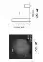Fig. 05 - METHOD FOR PREDICTING RESPONSIVENESS TO DRUGS