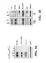 Fig. 08 - METHOD FOR PREDICTING RESPONSIVENESS TO DRUGS
