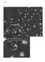 Fig. 02 - Methods and system for the automated determination of immunofluorescent foci using a cell-based immunofluorescence assay using synthetic calibration particles