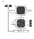 Fig. 03 - Methods and system for the automated determination of immunofluorescent foci using a cell-based immunofluorescence assay using synthetic calibration particles