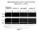 Fig. 23 - Methods for determining drug efficacy using cereblon-associated proteins