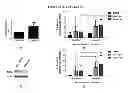 Fig. 48 - Methods for determining drug efficacy using cereblon-associated proteins