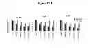 Fig. 65 - Methods for determining drug efficacy using cereblon-associated proteins