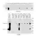 Fig. 03 - Methods of Modulating Vesicular Trafficking