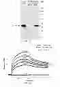Fig. 07 - Methods of Modulating Vesicular Trafficking