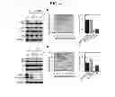 Fig. 07 - Biomarker for replicative senescence
