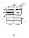 Fig. 05 - Reagent for diagnosing tumor, pharmaceutical composition, and screening method