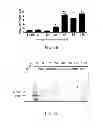 Fig. 05 - Method and Biomarker for Detecting of Acute Kidney Injury