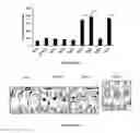 Fig. 02 - NUCLEOTIDE SEQUENCES, METHODS, KIT AND A RECOMBINANT CELL THEREOF