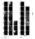 Fig. 09 - NUCLEOTIDE SEQUENCES, METHODS, KIT AND A RECOMBINANT CELL THEREOF