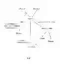 Fig. 02 - Enhanced pyruvate to acetolactate conversion in yeast