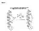 Fig. 02 - Stabilized compounds having secondary structure motifs