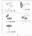 Fig. 06 - Portable nanoparticle based assay for rapid detection of food antioxidants (NanoCerac)