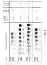 Fig. 09 - Portable nanoparticle based assay for rapid detection of food antioxidants (NanoCerac)