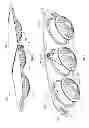 Fig. 09 - Core strengthening device