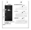 Fig. 02 - COMPOSITIONS AND METHODS FOR GENOTYPING CES1 GENETIC VARIANTS AND USE THEREOF