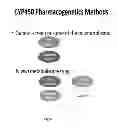 Fig. 07 - Cell-Based Materials and Methods for Defining Pharmacogenetic Differences in Drug Metabolism