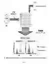 Fig. 09 - Cell-Based Materials and Methods for Defining Pharmacogenetic Differences in Drug Metabolism