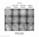 Fig. 22 - Evaporative edge lithography of a liposomal drug microarray for cell migration assays