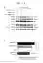 Fig. 04 - ERAP1-derived peptide and use thereof