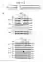 Fig. 06 - ERAP1-derived peptide and use thereof