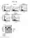 Fig. 43 - ERAP1-derived peptide and use thereof