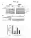 Fig. 46 - ERAP1-derived peptide and use thereof