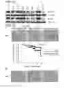 Fig. 47 - ERAP1-derived peptide and use thereof