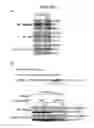 Fig. 52 - ERAP1-derived peptide and use thereof