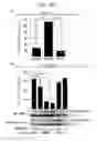 Fig. 55 - ERAP1-derived peptide and use thereof