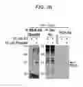 Fig. 63 - ERAP1-derived peptide and use thereof
