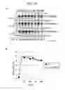 Fig. 64 - ERAP1-derived peptide and use thereof