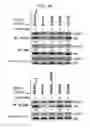 Fig. 65 - ERAP1-derived peptide and use thereof