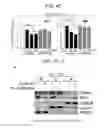 Fig. 67 - ERAP1-derived peptide and use thereof