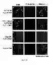 Fig. 07 - NANOPARTICLES FOR DELIVERY OF LIGANDS