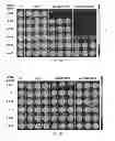 Fig. 09 - NANOPARTICLES FOR DELIVERY OF LIGANDS
