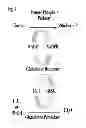 Fig. 05 - Methods for treatment of thiol-containing compound deficient conditions
